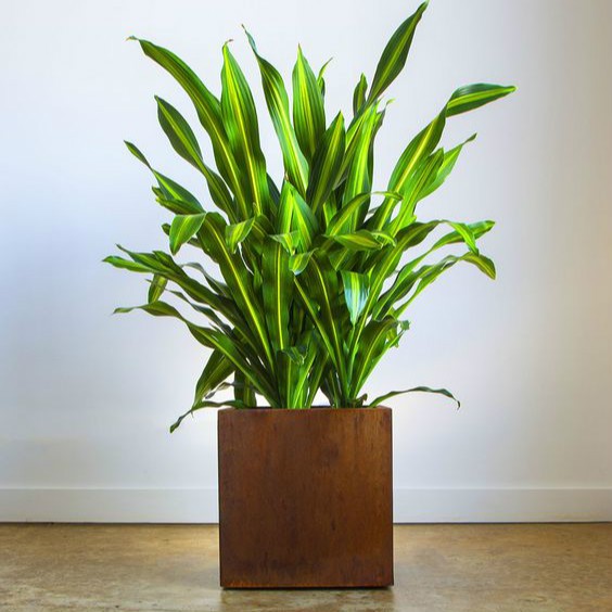 Corten Cube Planter Corten Cube Planter